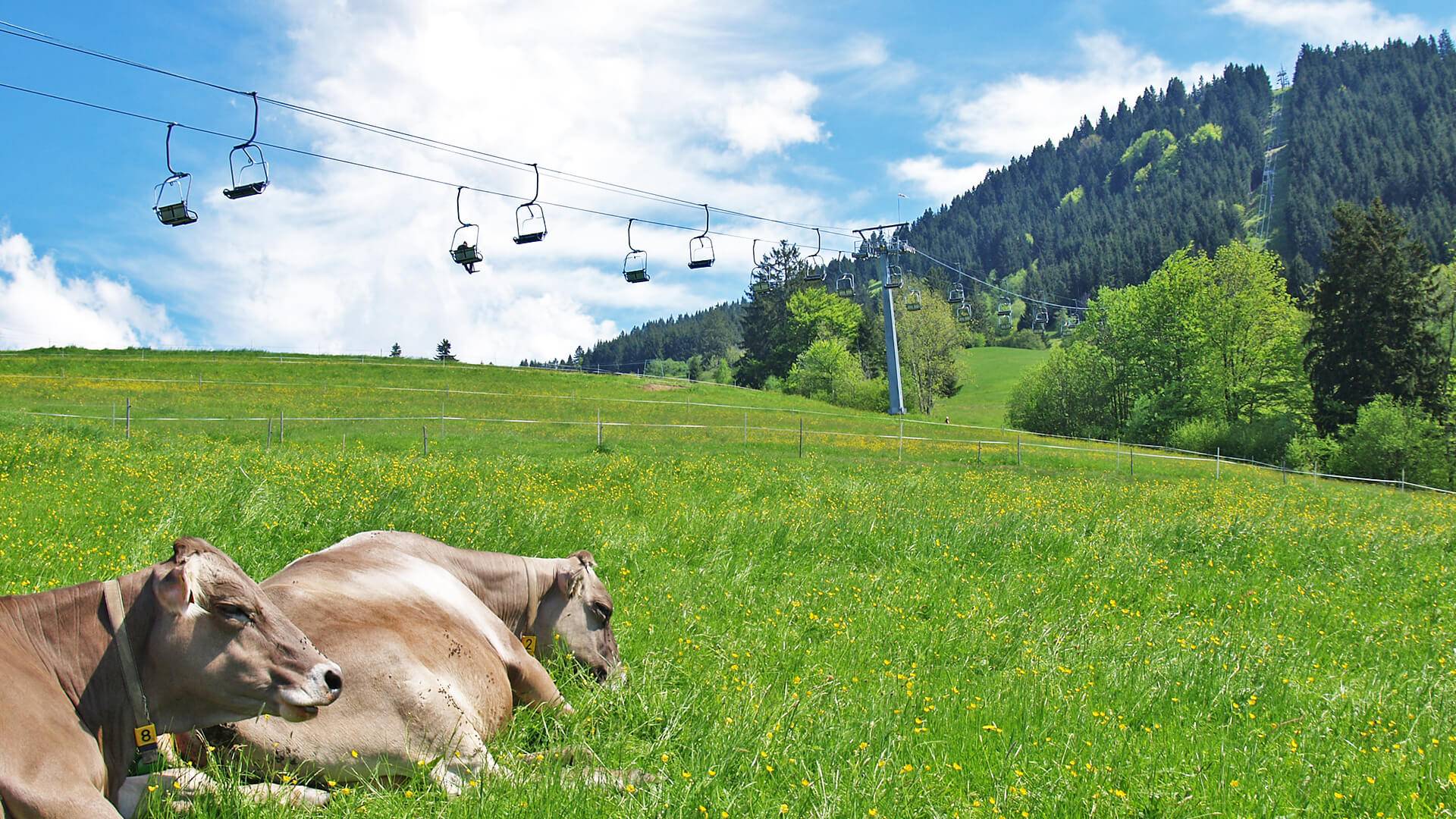 Buchenbergbahn in Buching